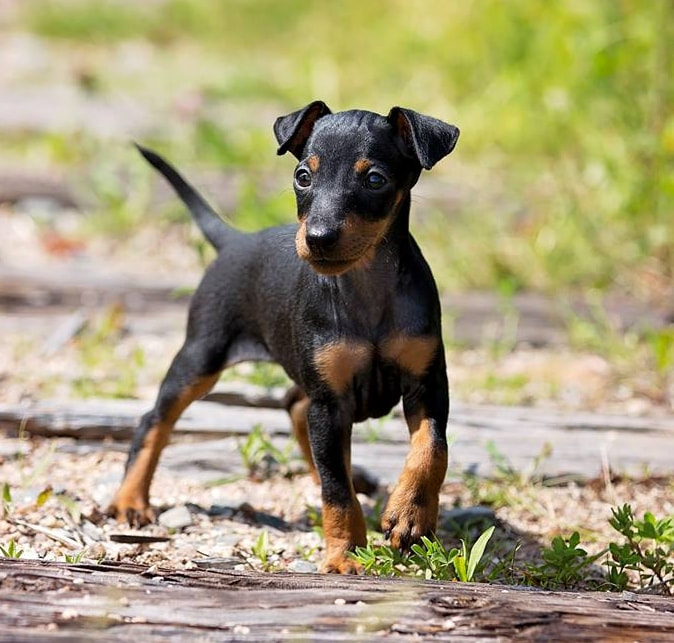Fwaggle Toy Manchester Terriers